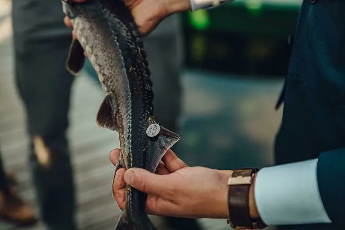 Name Send-Off By Tagging A Live Fish. Wait What?!
