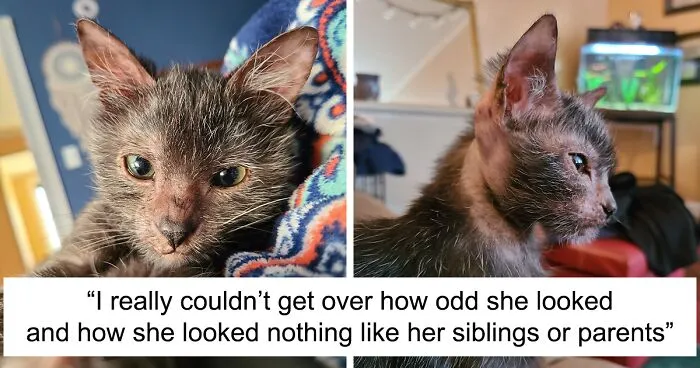 Owners Thought Their Kitten Was Sick, Found Out That Gracie Is Actually A Wolfcat