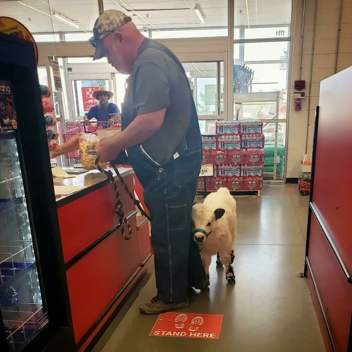 Ternero en la cola de la caja