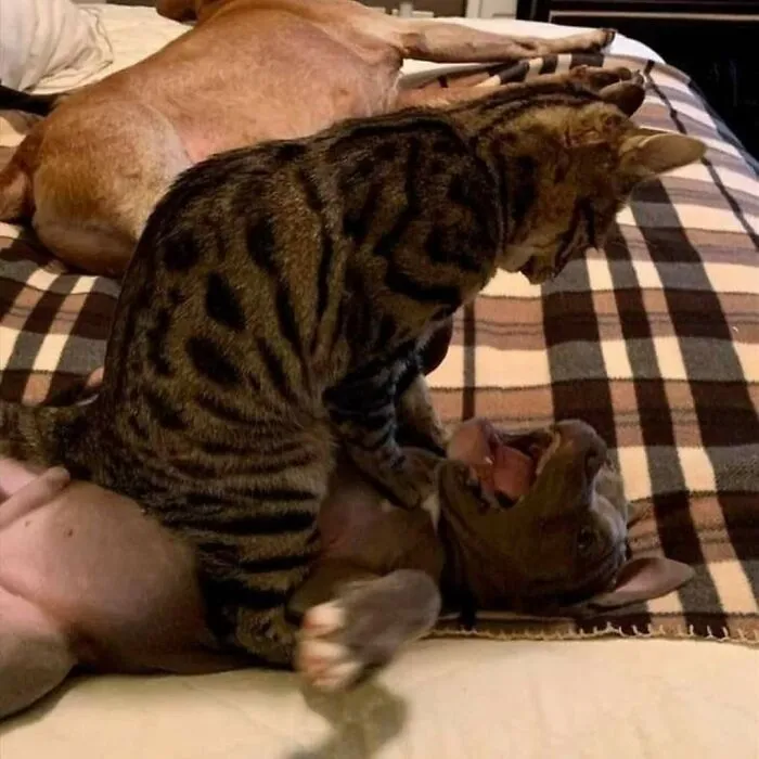 … de molestar al gato 