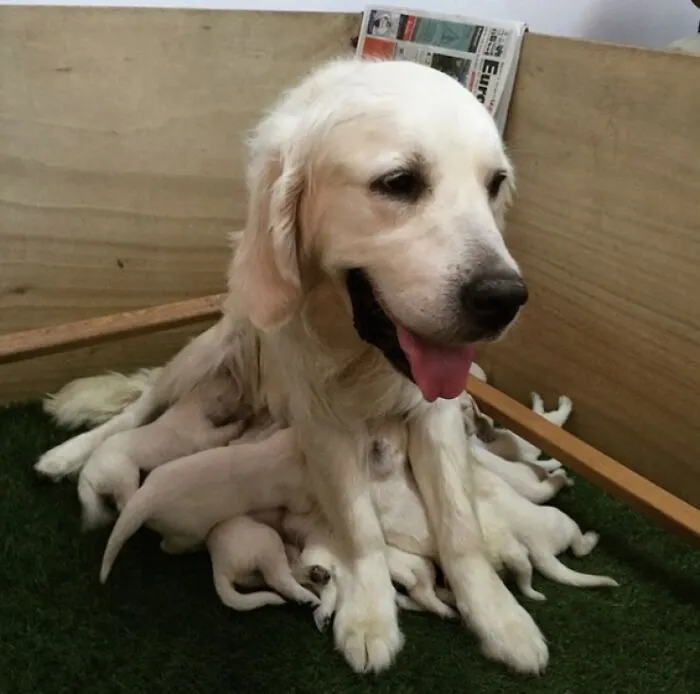Les presento al bello y raro perro-pulpo