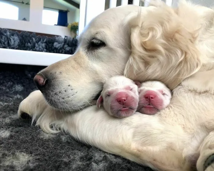 Abrazados con mamá