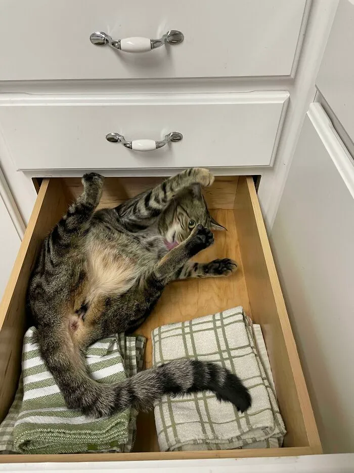 Yo: *trato de guardar los paños de cocina* Mi gato: