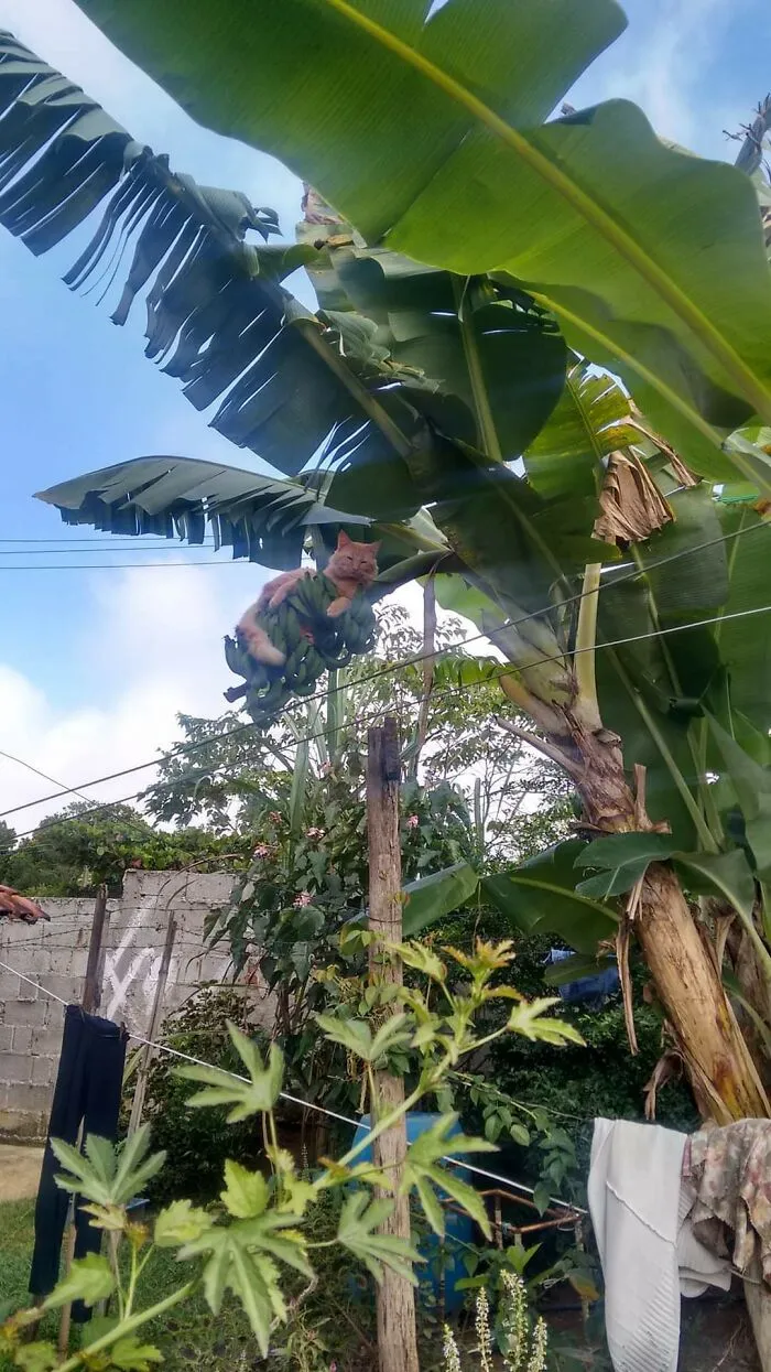 This Cat Likes To Sleep In The Tree. Banana For Scale