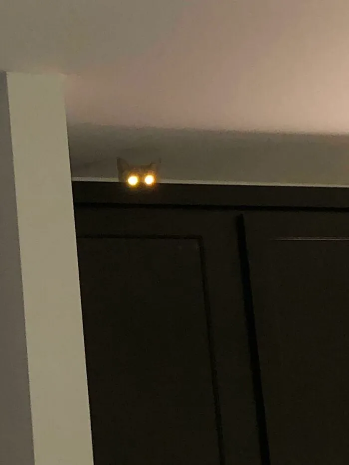 Nuestro gato nuevo comenzó a dormir aquí y esto es lo primero que veo al levantarme