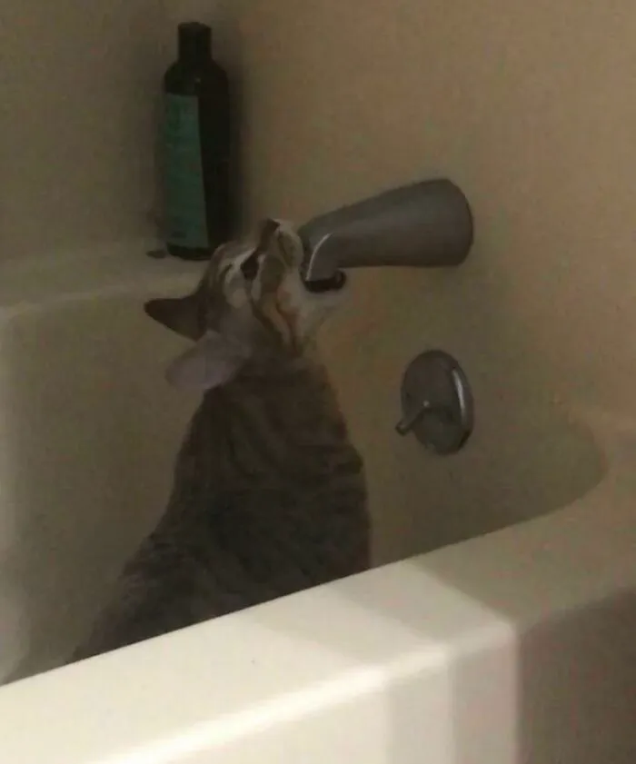 I Bought You A Drinking Fountain...