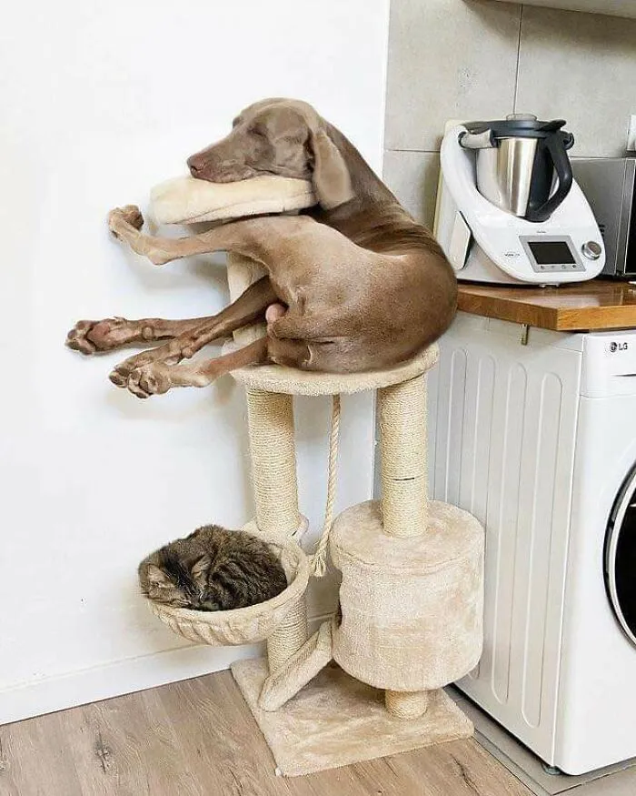 This Dog Thinks He's A Cat