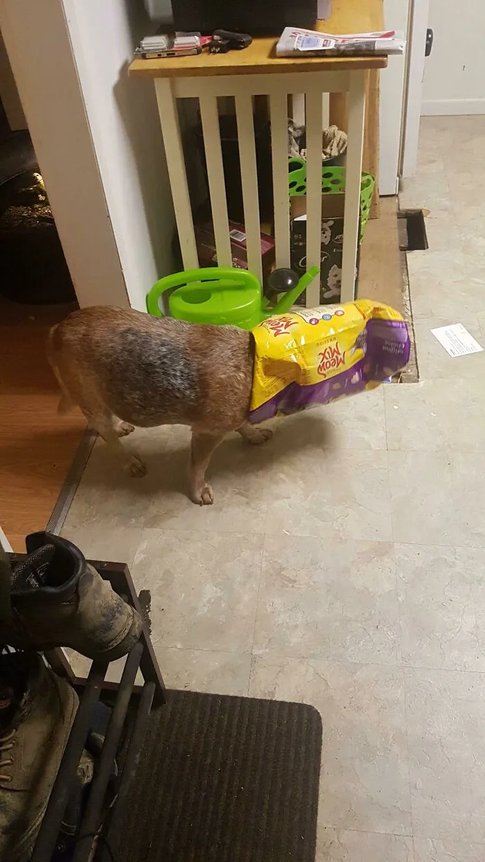  Hoy perdí a mi mejor amigo. Que en paz descanses, Scrappy. Te extrañaré mucho