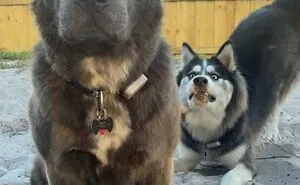 50 Pics Of Dorky Dogs That People Just Had To Share