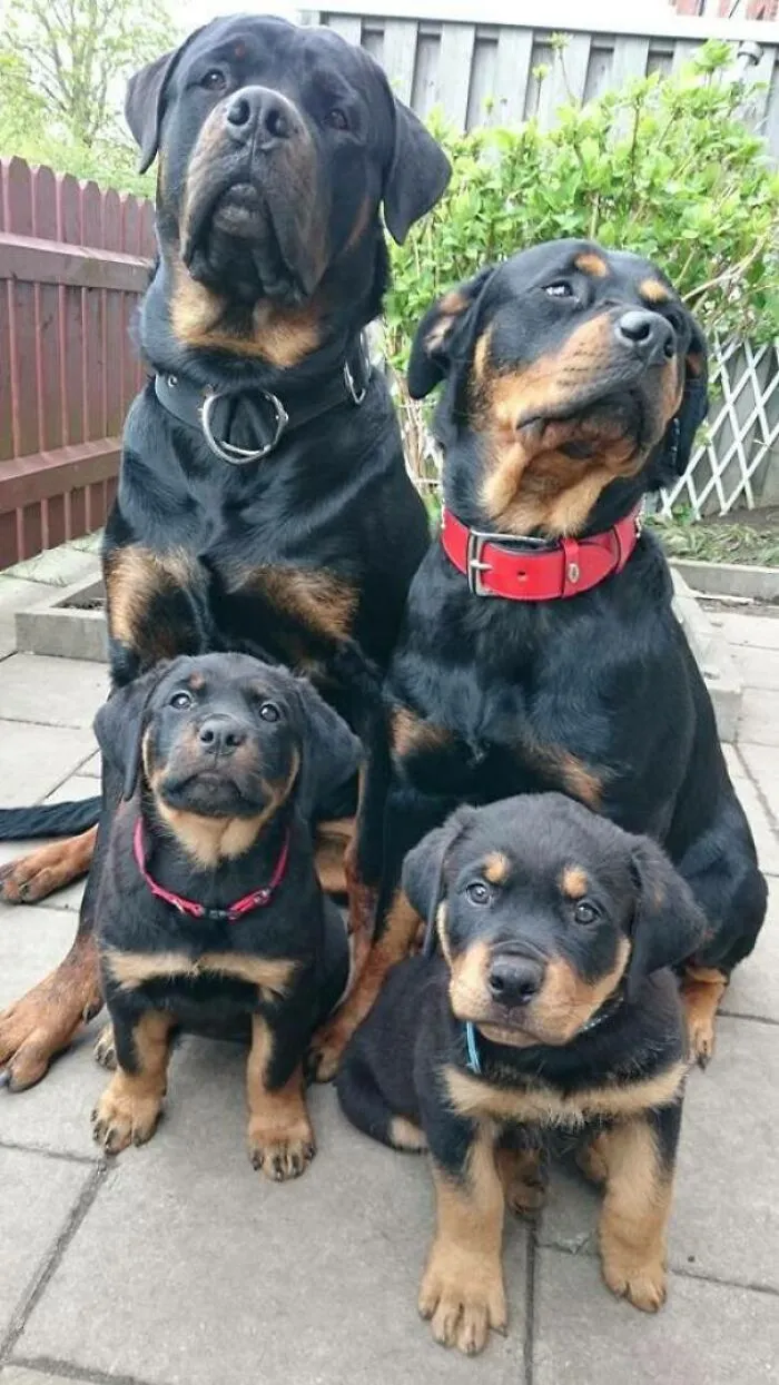 Familia atractiva 