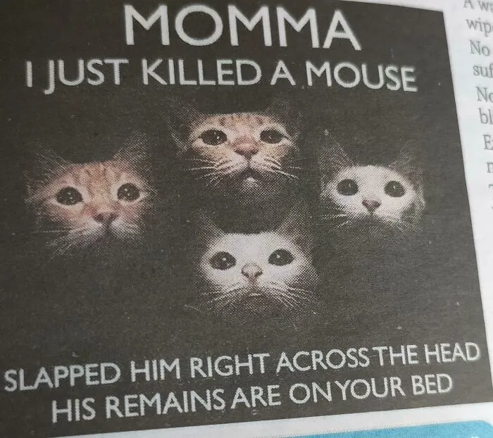 Best Thing In Today's Daily Mirror