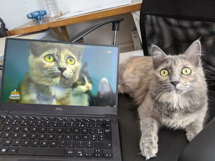 They Were Talking About My Local Animal Shelter On National TV, And They Focused On Alys, The Cat We Adopted 7 Months Ago! We Got To See Where She Came From! We Were In Awe