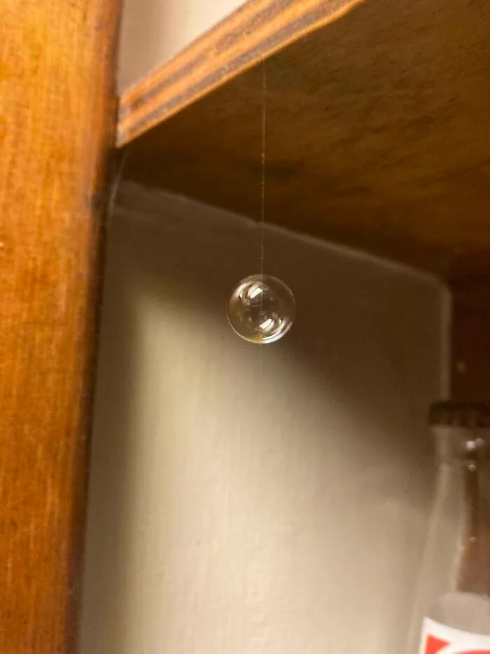 La burbuja se atascó en una pequeña hebra de una telaraña