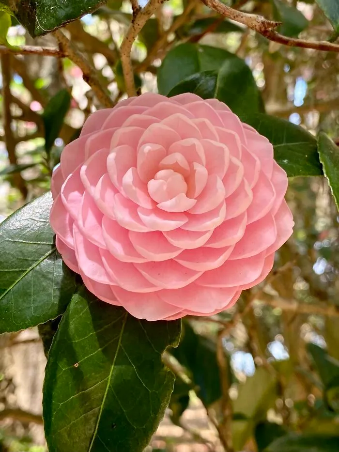 This Camellia Seen At A Botanical Garden In Florida