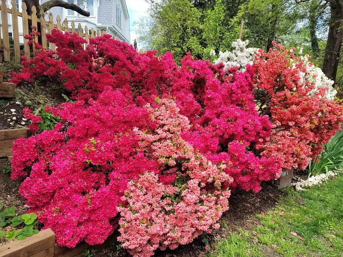 Azaleas tras 2 años creciendo