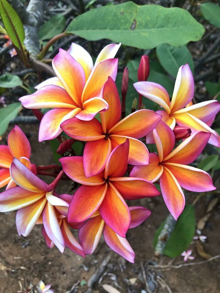 The Colors Of Plumeria