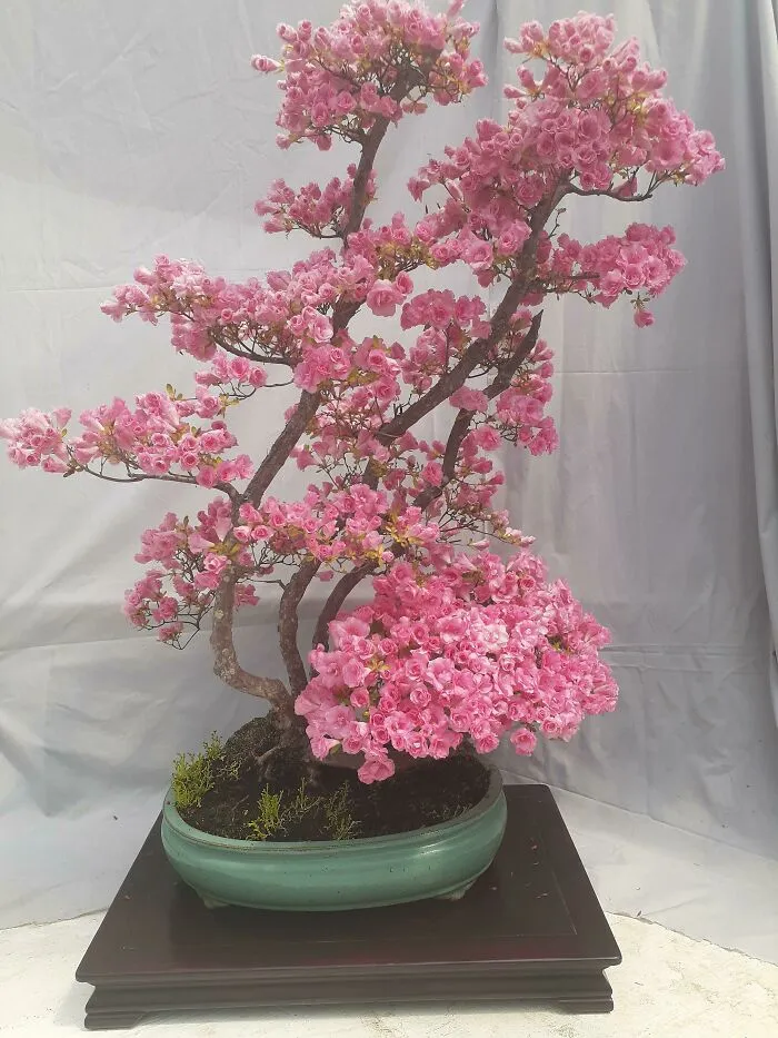 Some Azalea