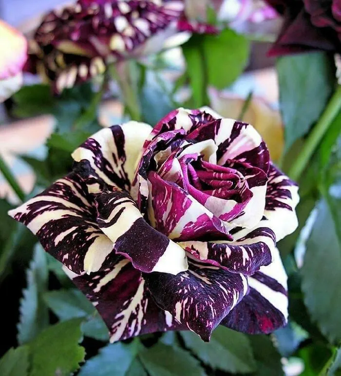 A Hybrid Rose