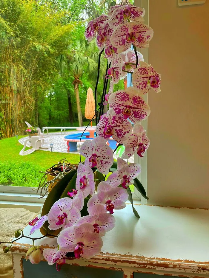 Someone Threw Out This Orchid In The Dumpster. Rescued A Real Beauty
