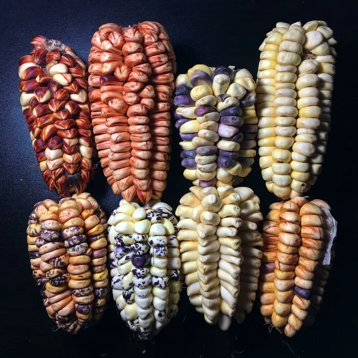 Variedades de maíz en los Andes peruanos