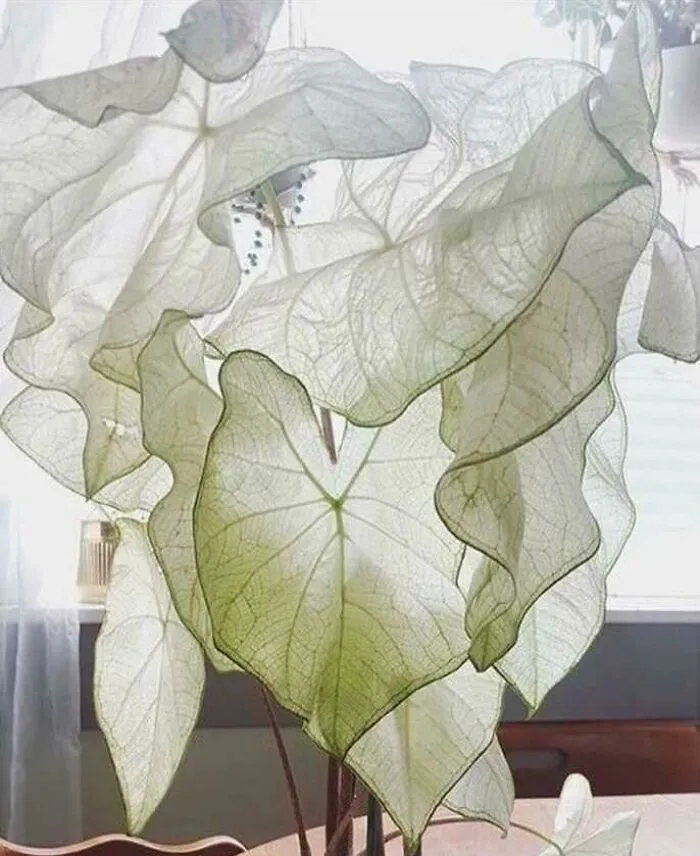 Ghost Caladium (Caladium Moonlight)