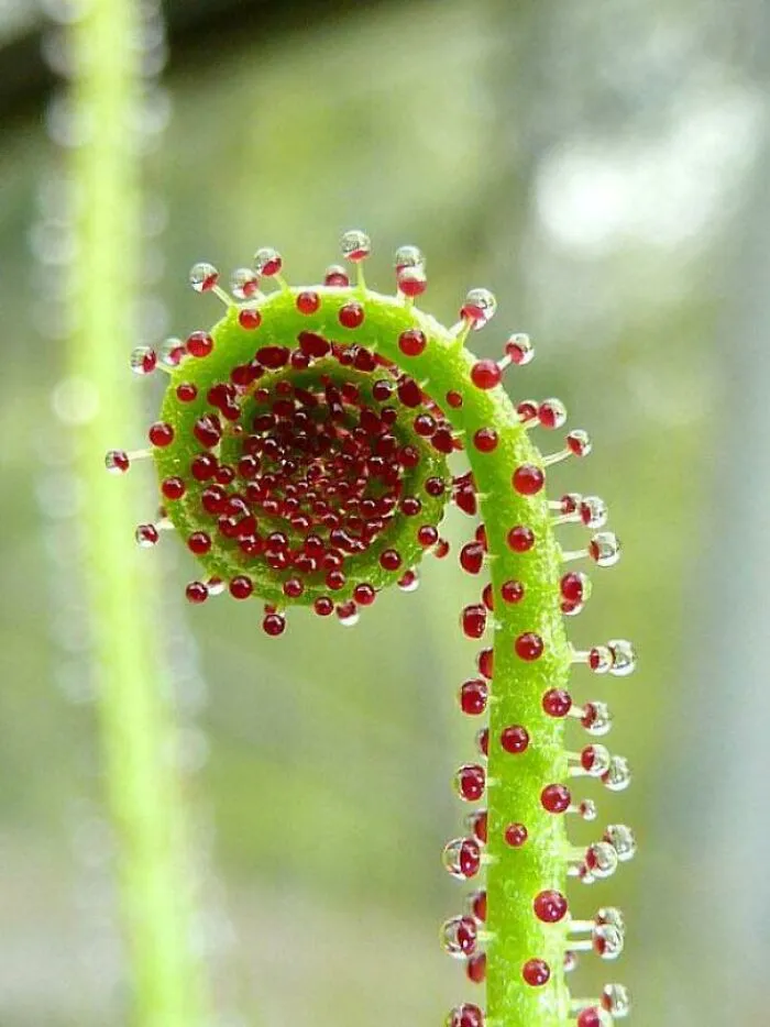Drosera portuguesa, planta carnívora