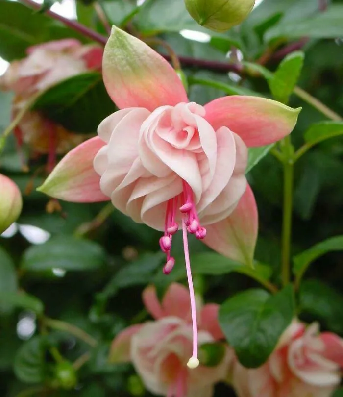 Fucsia rosa, también llamada "pendientes de la reina"