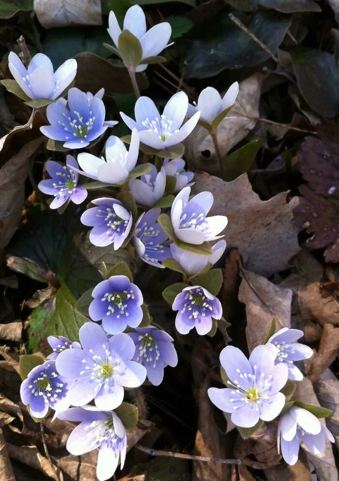 Hepática americana