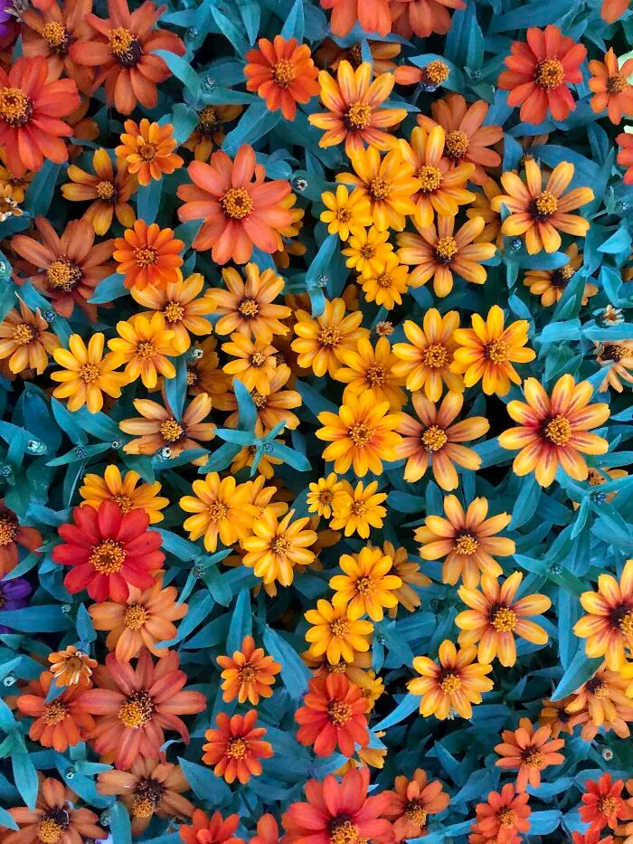 Flores al atardecer