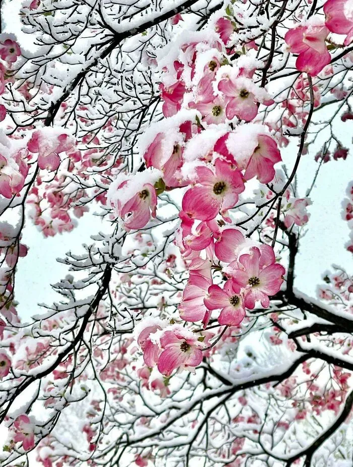 Flores rosas en la nieve, Kansas