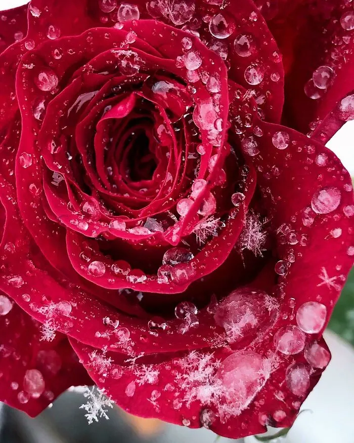 Rosa congelada