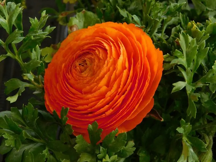 Ranuculus