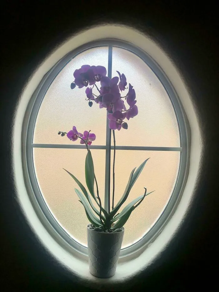 Orquídea que encaja perfectamente