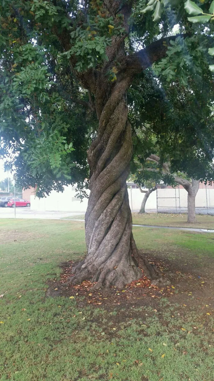 Árbol perfectamente retorcido