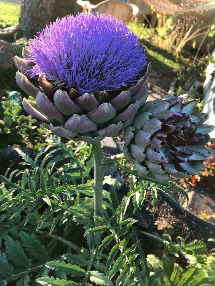 Artichoke In Full Bloom