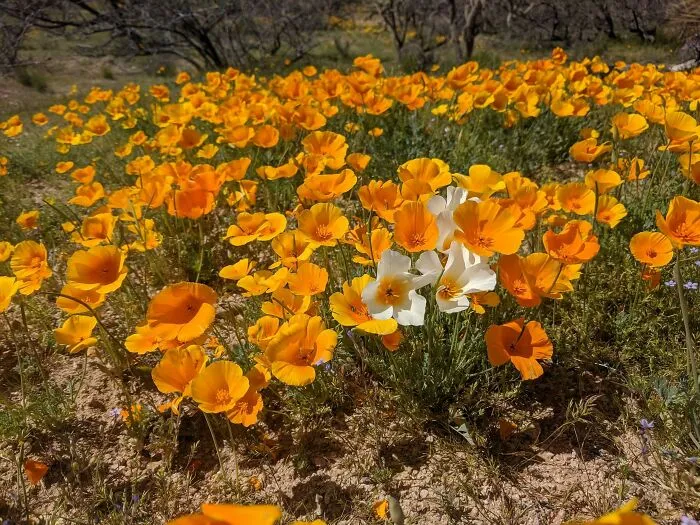 Algunas amapolas blancas