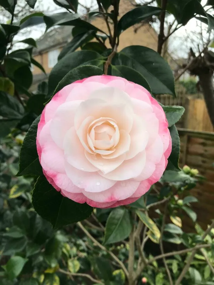 Llega la primavera
