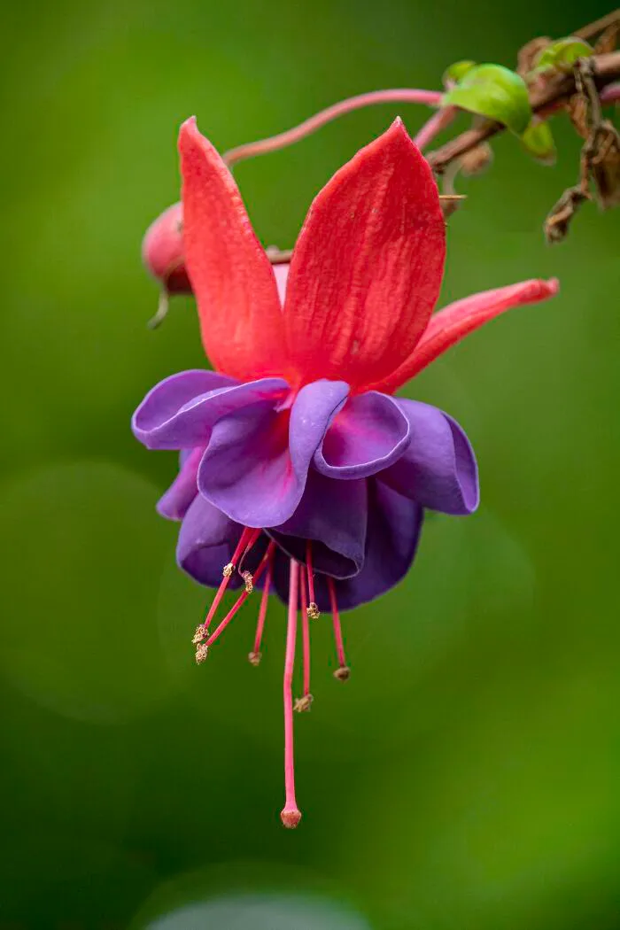 Fucsia híbrida