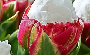 In This Online Group, People Share Examples Of Botanical Wonders And It's Soul-Refreshing (50 Pics)