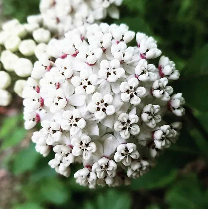Asclepias blancas creciendo en mi propiedad