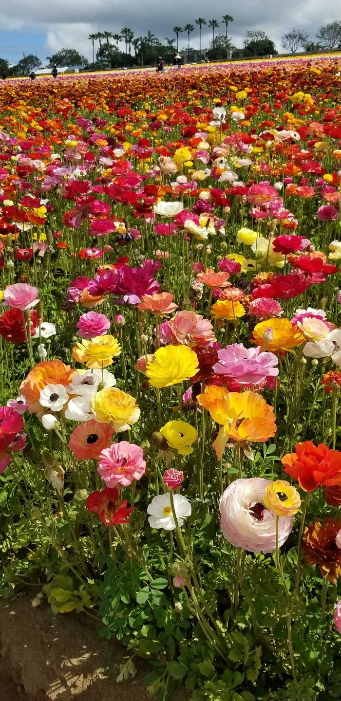 Campo de ranúnculos de colores en Carlsbad, California