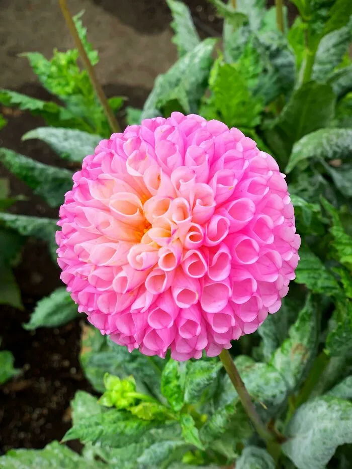 A Perfectly Round Dahlia