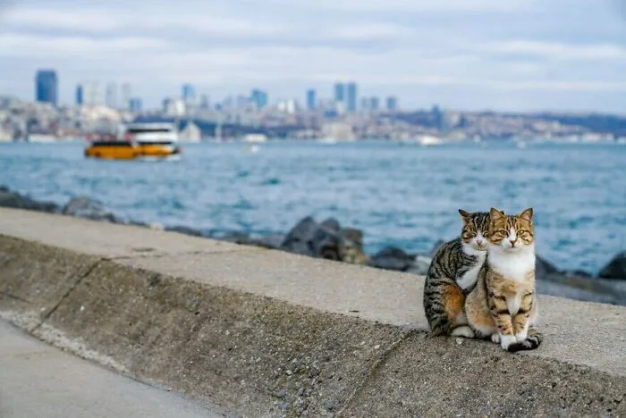 Two Cats Cuddling Each Other In A Coast Of Istanbul 