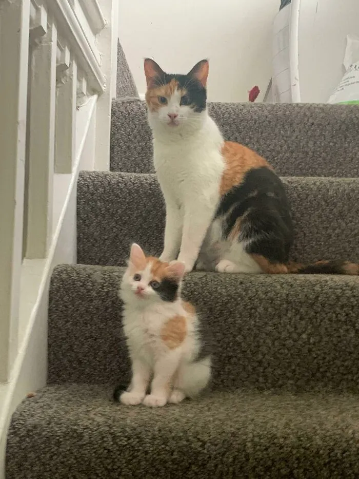 Mama Pebbles And Her Child Primrose 
