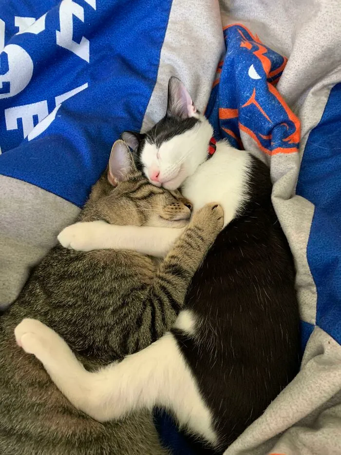 Got A Second Cat To Keep The First One Company While We Were Gone. This Is The Result...