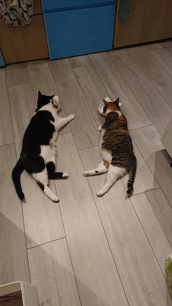 The New Cat Taught The Old Cat To Eat Like This...