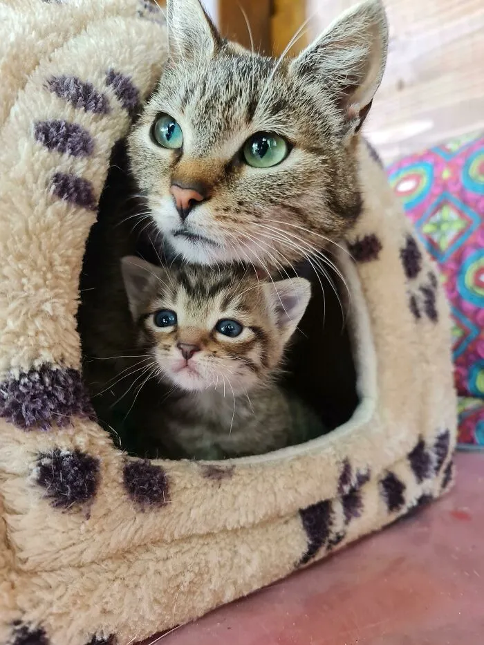 My Cat And Her Little One (No Name Yet)