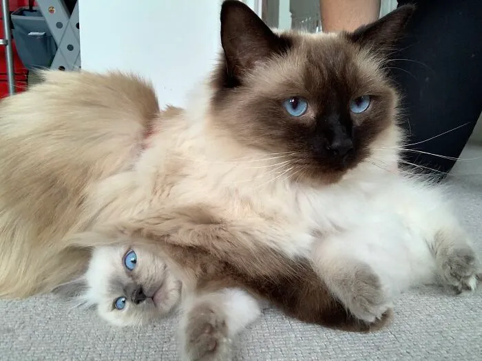 I Think They Are Starting To Get Along