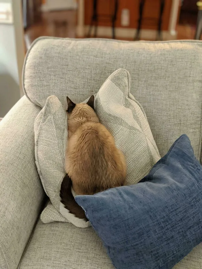 I Shooed Him Off My Lap And He Gonna Be A Little Jerk About It