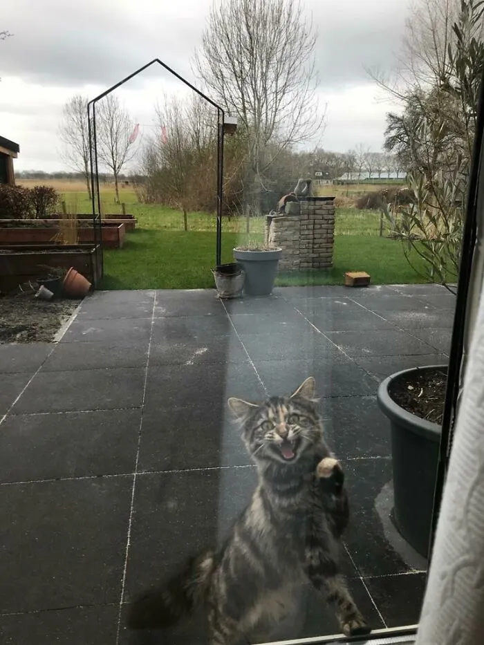 Ever Since My Kitten Learned To Meow Properly, She Has Been Makin It Very Clear When She Wants To Enter The House!